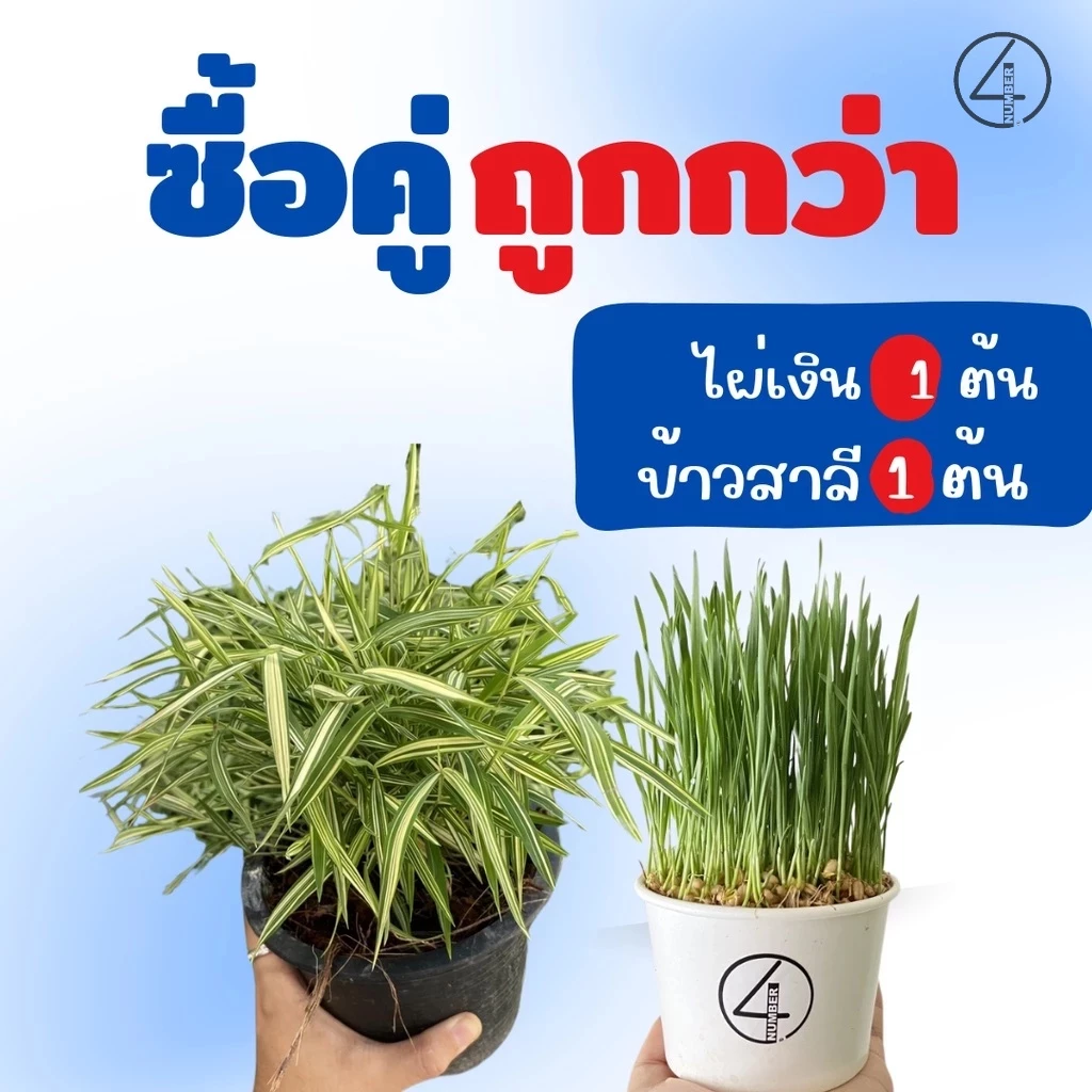 เซ็ท set ซื้อคู่ถูกกว่า ต้นไผ่เงิน + ต้นอ่อนข้าวสาลี