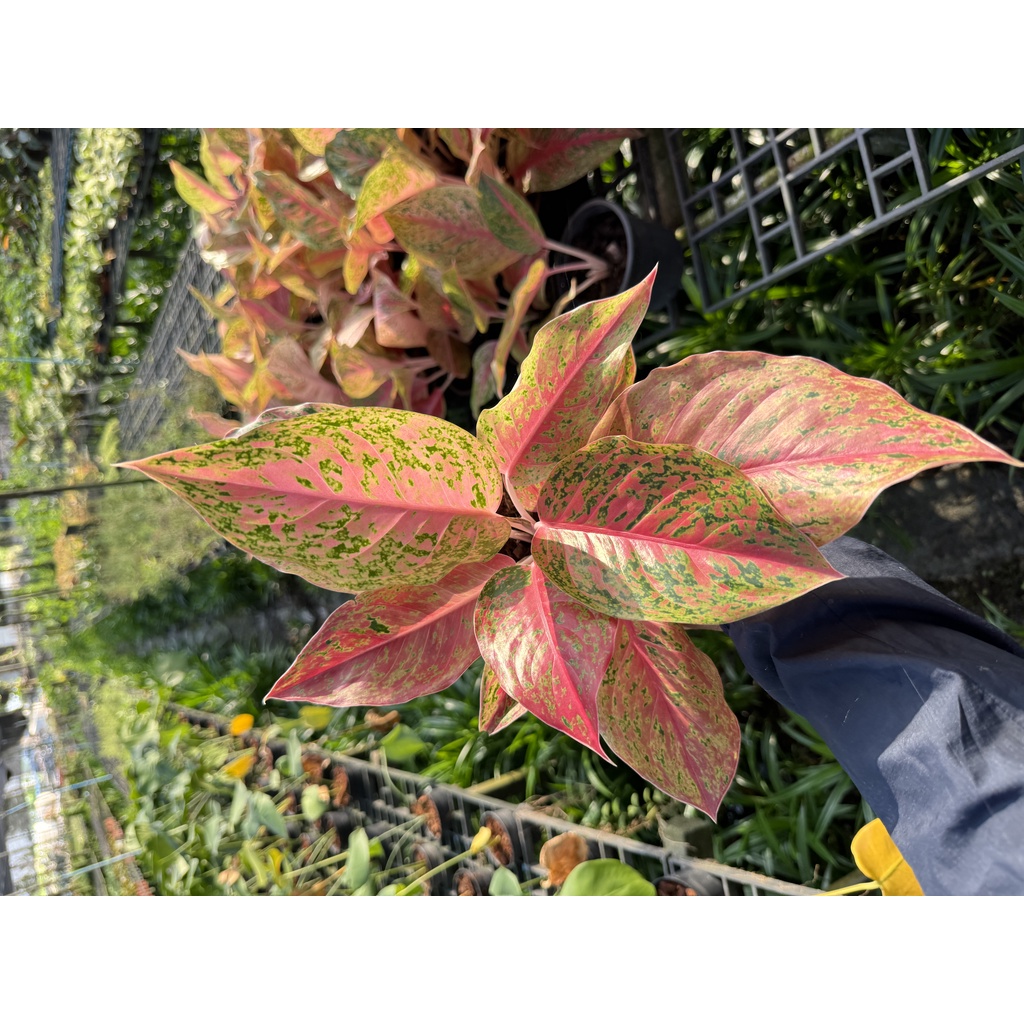 มุมมอง 4