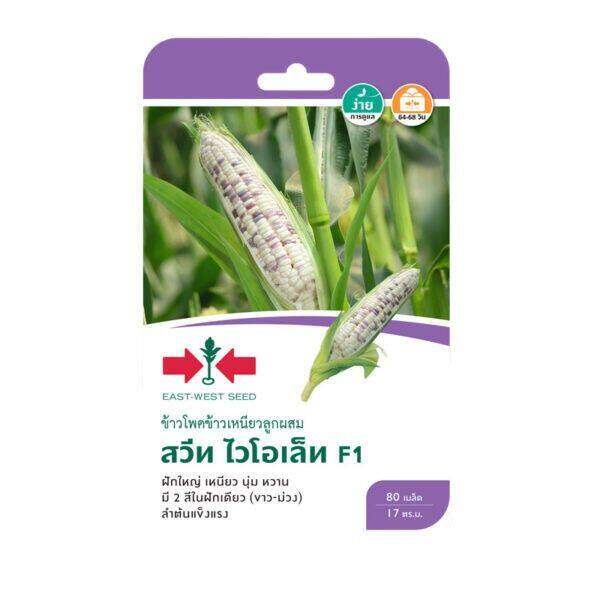 ข้าวโพดข้าวเหนียว สวีท ไวโอเล็ท SD/F1-038 ผักซอง ศรแดง F1 เมล็ดพันธุ์ผัก ข้าวโพด ผักสวนครัว