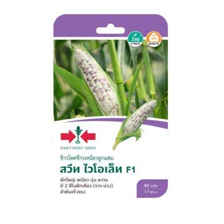 ข้าวโพดข้าวเหนียว สวีท ไวโอเล็ท SD/F1-038 ผักซอง ศรแดง F1 เม…