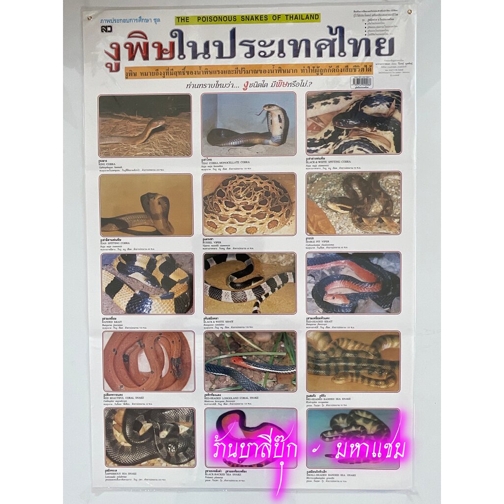ภาพโปสเตอร์งูพิษในประเทศไทย - [No.29] - (53x78cm กระดาษอาร์ตมัน 4 สี แบบหุ้มพลาสติก) แผ่นภาพประกอบการศึกษา สื่อการเรี...