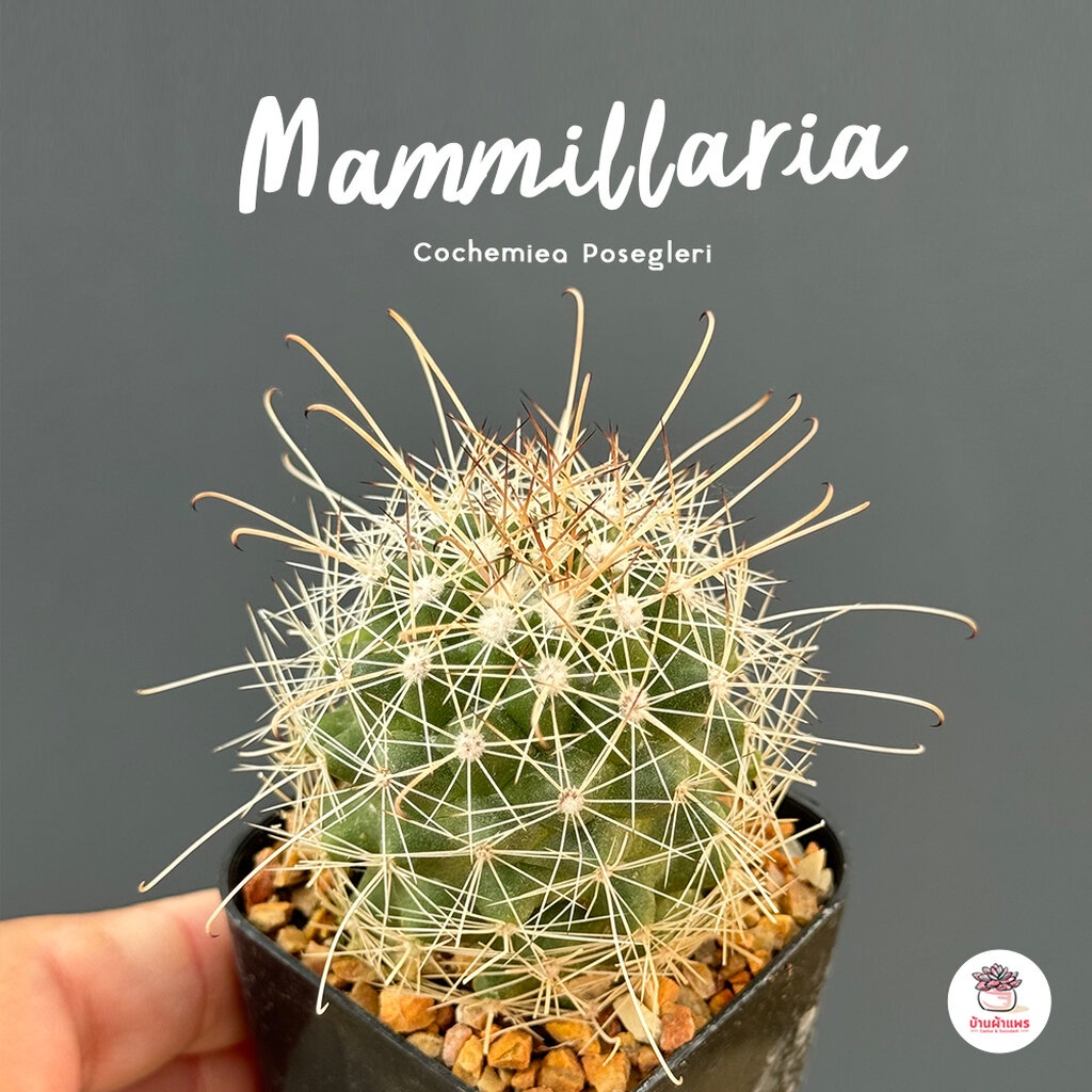 Mammillaria Cochemiea Posegleri แคคตัส กระบองเพชร cactus&succulent