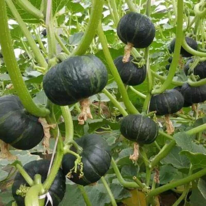 เมล็ดพันธุ์ ฟักทองญี่ปุ่น ฟักทองพวงญี่ปุ่น สีเขียว ปลูกง่าย โตเร็ว [10 แถม 1 คละได้] งอกดี ปลูกง่าย โตไว ผลผลิตสูง