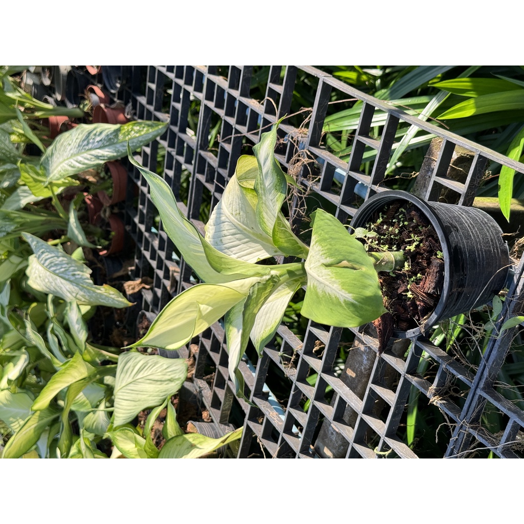 มุมมอง 2