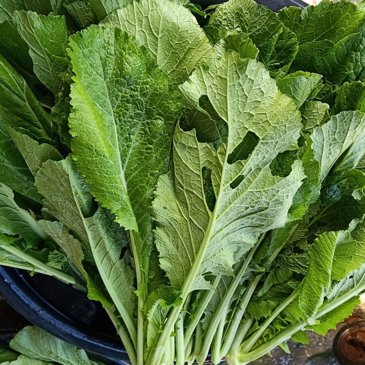 เมล็ดพันธุ์ ผักกาดเขียว ชุนฉ่าย ผักกาดเขียวกวางตุ้ง  12000 เมล็ด ตัวเลือก [10 แถม 1 คละได้ ] - รูปที่ 4