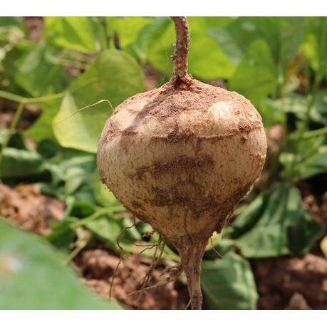 เมล็ดพันธุ์ มันแกว มันตะเภา มันละแวก เมล็ดมันแกว 300 เมล็ด [ 10 เเถม 1 คละได้ ] - รูปที่ 2