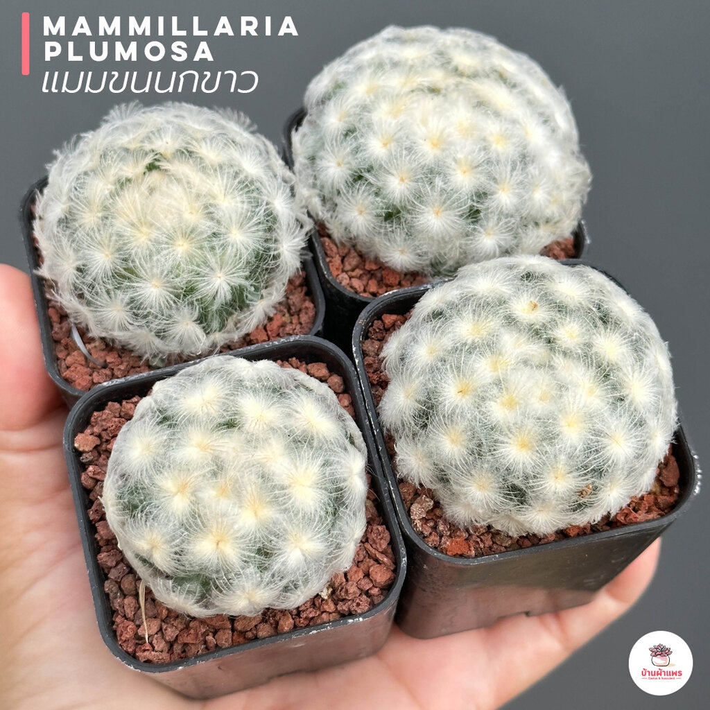 แมมขนนกขาว #คัดสวย Mammillaria Plumosa ไม้อวบน้ำ กุหลาบหิน cactus&succulent