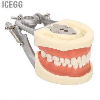 Icegg Dental Standard  Model  Demonstration  DP Jaw Frame Soft Gum Simulated for Learning