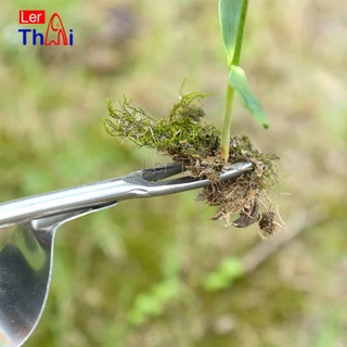 LerThaiส้อมถอนหญ้า สแตนเลสเกรดดี ถอนถึงราก-โคน แข็งแรงทนทาน เร่งด่วนจัดส่ง Weeding Fork