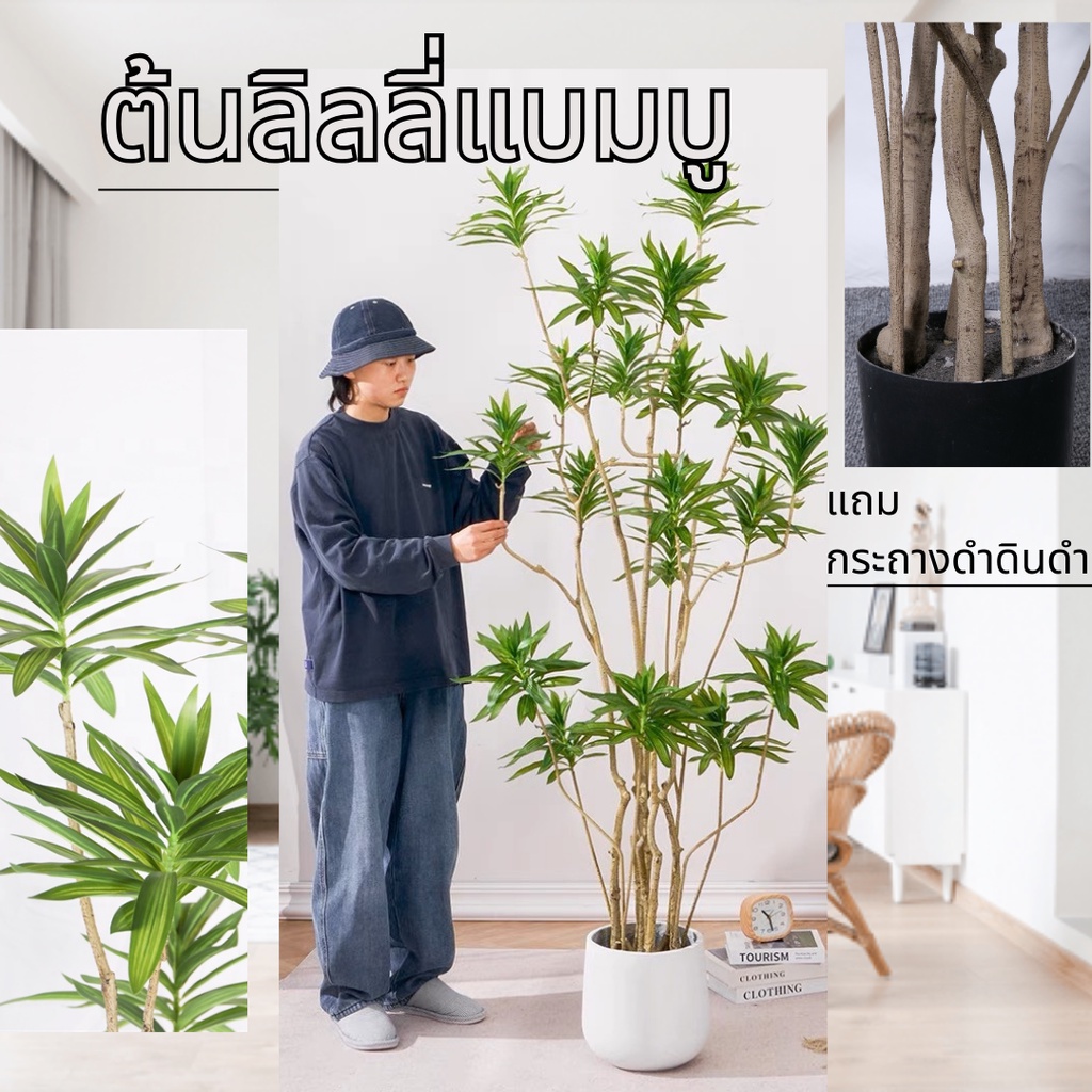Plant-L(BHZ) ต้นซองออฟอินเดีย ต้นไม้มงคล แถงกระถางและดินดำ แต่งบ้าน ต้นไม้แต่งโรงแรม