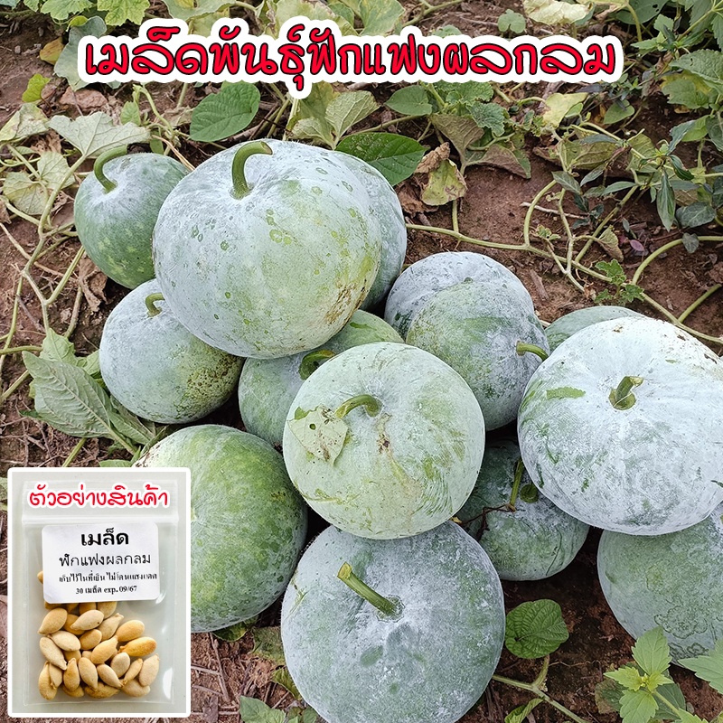 เมล็ดพันธุ์ฟักแฟงผลกลม  25 เมล็ด ปลูกได้ทั้งแปลงใหญ่และสวนหลังบ้าน [10 แถม 1 คละได้]