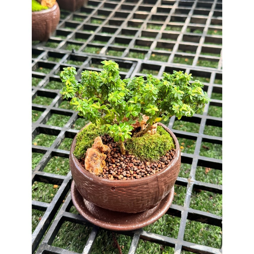 มุมมอง 2