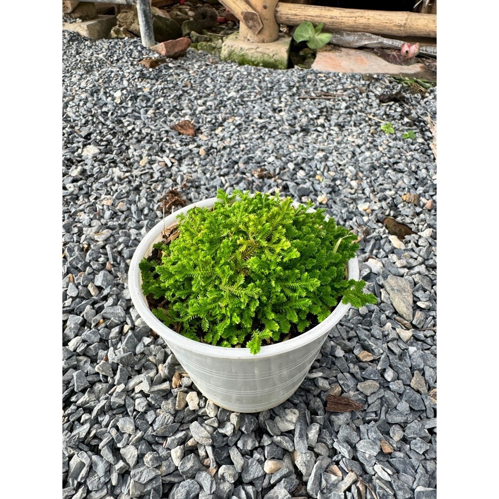 มุมมอง 5