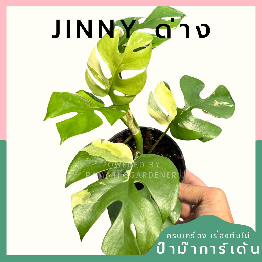 ต้นมอนสเตอร่า จินนี่ด่าง Monstera Jinny Variegated ใบสวย