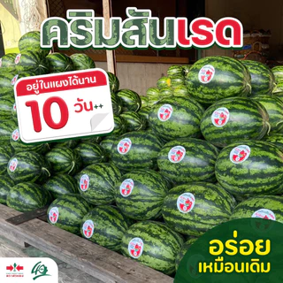 GGEW เมล็ดพันธุ์ซฟ เมล็ดพันธุ์แตงโม คริมสันเรด 40เมล็ด F1 40เมล็ด ตราศรแดง CrimsonRed Watermelon