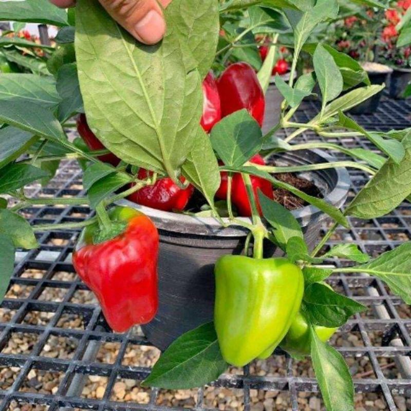 เมล็ดพริกหวาน พริกหวานแดง เมล็ดพันธุ์  30-70 เมล็ด ปลูกต่อได้ โตเร็ว ผลผลิตดี (ซื้อ 10 แถม 1 คละได้)