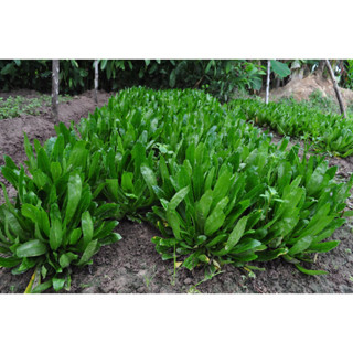 เมล็ดพันธุ์ ผักชีฝรั่ง ผักชี ใบลื่อย หอมเป หอมแป 500-1000 เม…