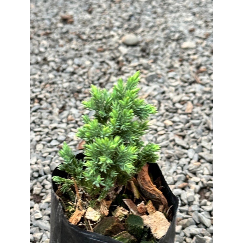 มุมมอง 5