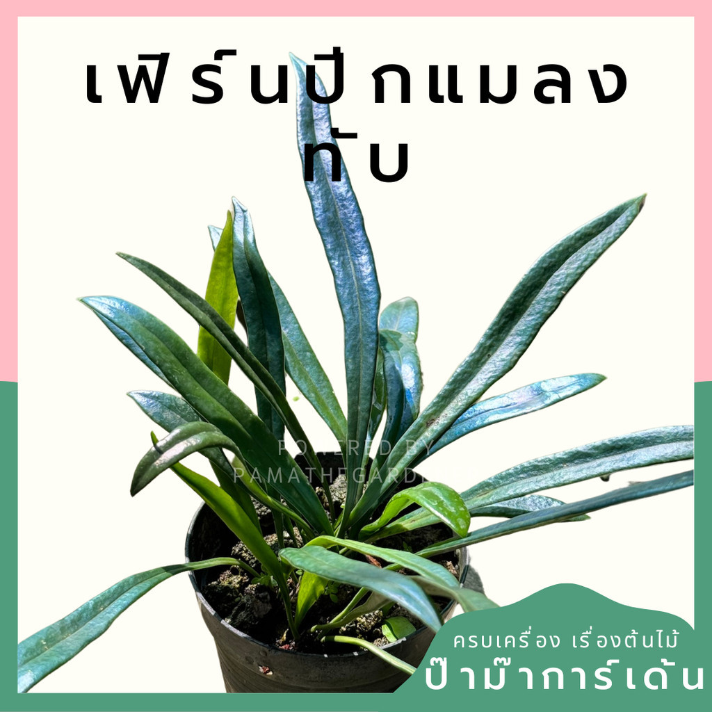 เฟิร์นปีกแมลงทับ Microsorum thailandicum 4นิ้ว