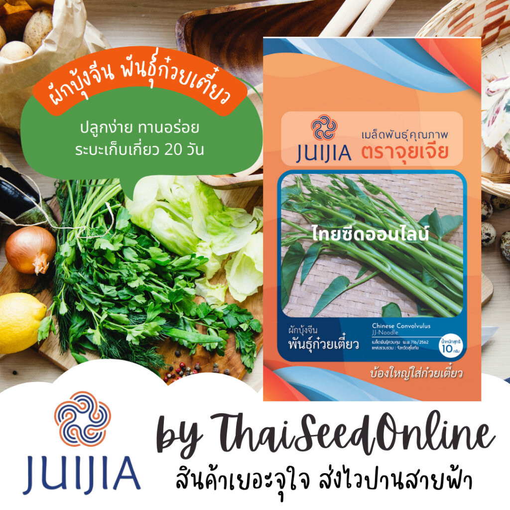 Juijia(จุยเจีย) JJ เมล็ดพันธุ์ จุยเจีย ผักบุ้งแก้ว พันธุ์ก๋วยเตี๋ยว Morning Glory ผักบุ้งเย็นตาโฟ