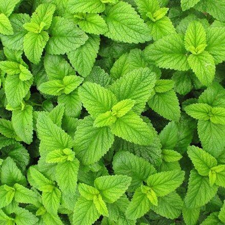 มิ้นญี่ปุ่น สเปียร์มินต์ เมล็ดพันธุ์   Japanese mint 90-200 เมล็ด (ซื้อ 10 แถม 1 คละได้) ราคา ถูกที่สุด ดีลบีเคเค แกลเลอรีภาพที่ 3