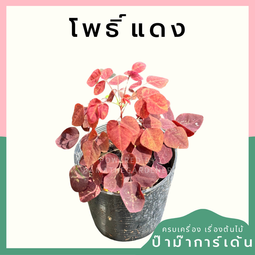 โพธิ์แดงแคระ (Euphorbia cotinifolia) กระถาง 4 นิ้ว