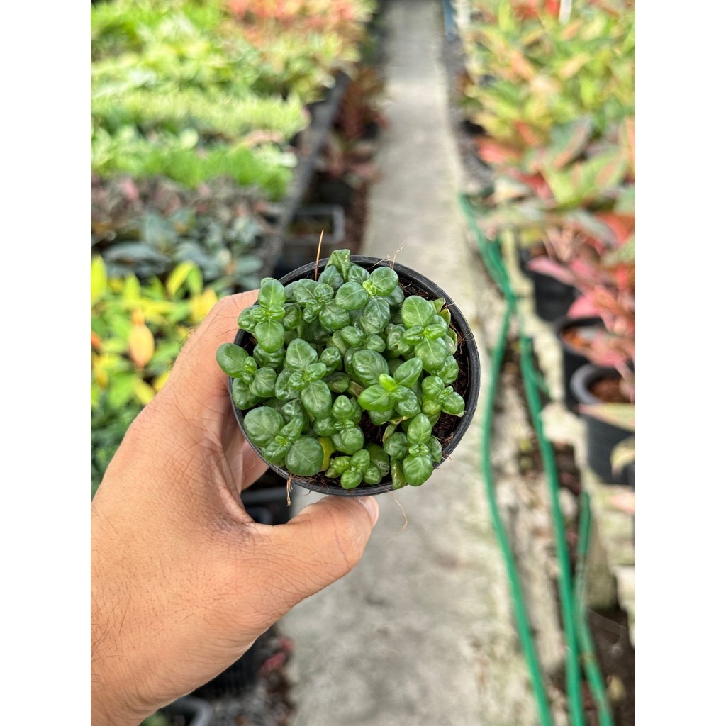 มุมมอง 3