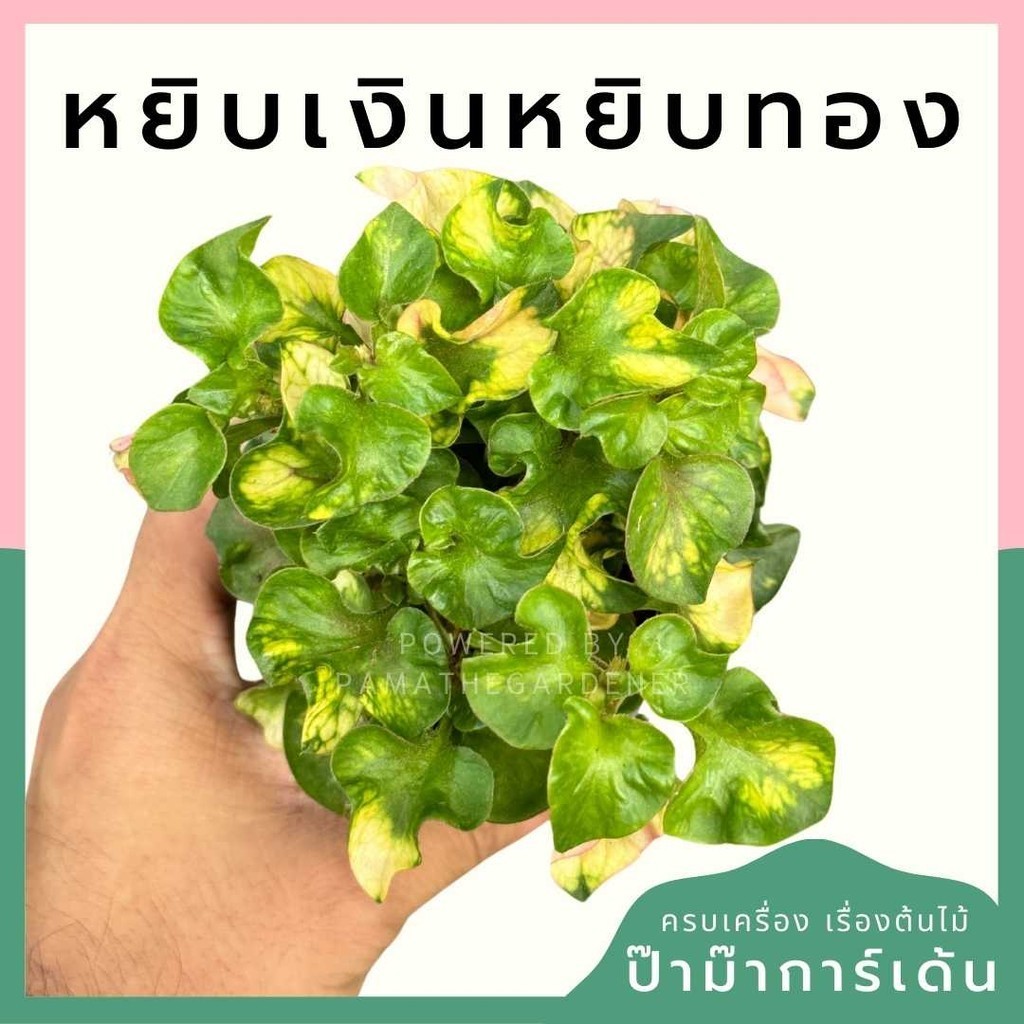 หยิบเงินหยิบทอง พร้อมกระถาง 3 นิ้ว