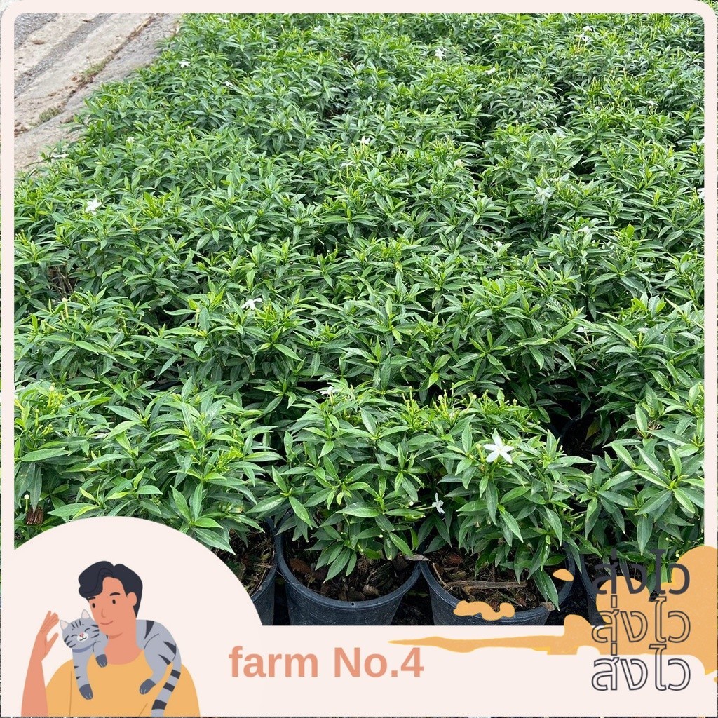 (ส่งไว)ต้นพุดศุภโชค ไม้มงคล ไม้แดดจัด ดอกออกตลอด กระถาง6นิ้ว