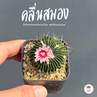 คลื่นสมอง Echinofossulocactus Multicostatus แคคตัส กระบองเพชร cactus&succulent
