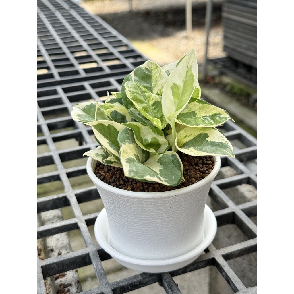 มุมมอง 8