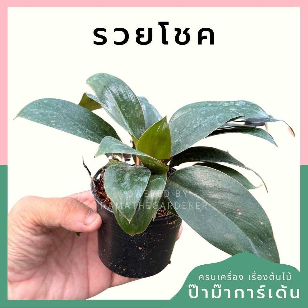 รวยโชค พร้อมกระถาง 3 นิ้ว