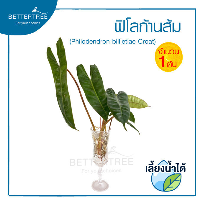 ฟิโลก้านส้ม (ต้นใหญ่)(จำนวน 1 ต้น)สามารถเลี้ยงน้ำได้  Philodendron billietiae Croat ไม้ฟอกอากาศ