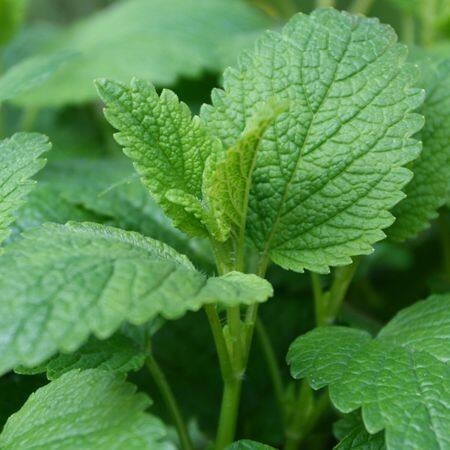 มิ้นญี่ปุ่น สเปียร์มินต์ เมล็ดพันธุ์   Japanese mint 90-200 เมล็ด (ซื้อ 10 แถม 1 คละได้) ราคา ถูกที่สุด ดีลบีเคเค แกลเลอรีภาพที่ 2