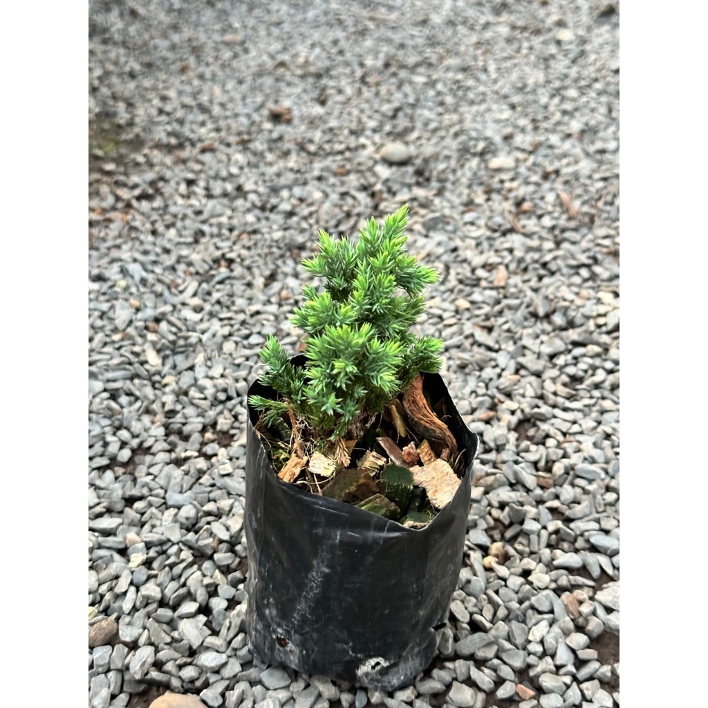 มุมมอง 6