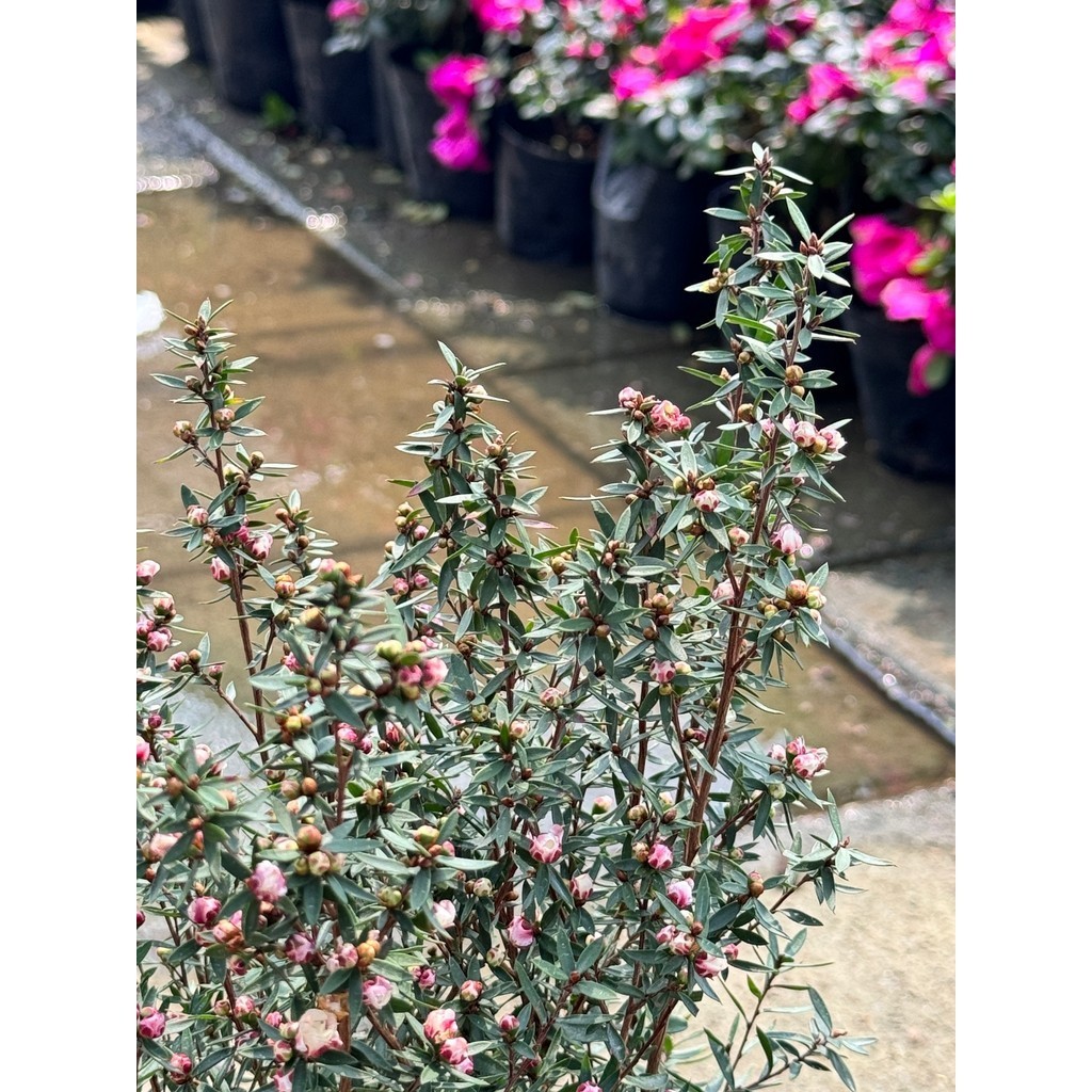 มุมมอง 4