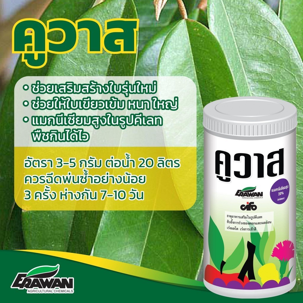 คูวาส ธาตุอาหารรองเสริม สูตร EDTA แมกนีเซียมสูง 20% เร่งใบอ่อนให้แก่เร็ว ใบหนา เขียวเข้ม Mg สูง พืชกินได้ไว ตรา เอราวัณ