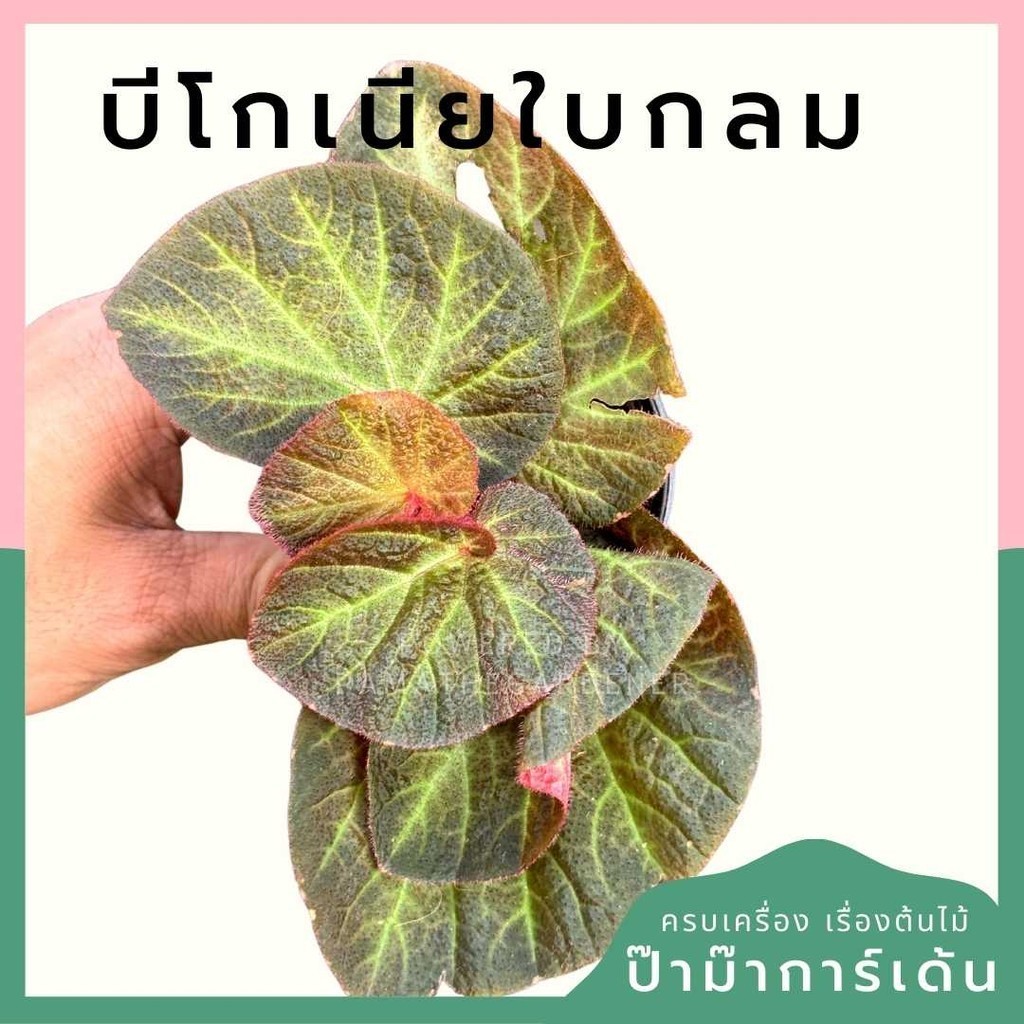 บีโกเนียใบกลม พร้อมกระถาง 3 นิ้ว
