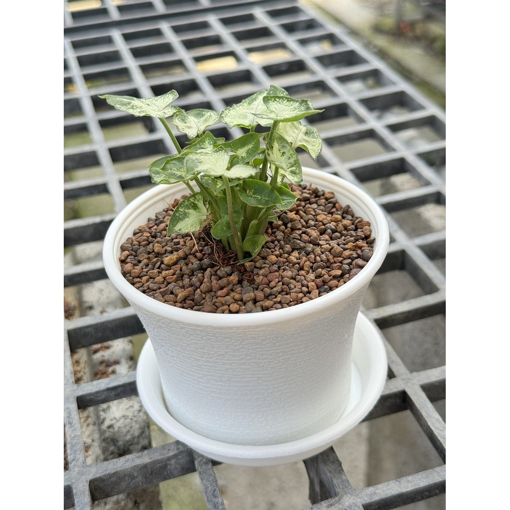 มุมมอง 6