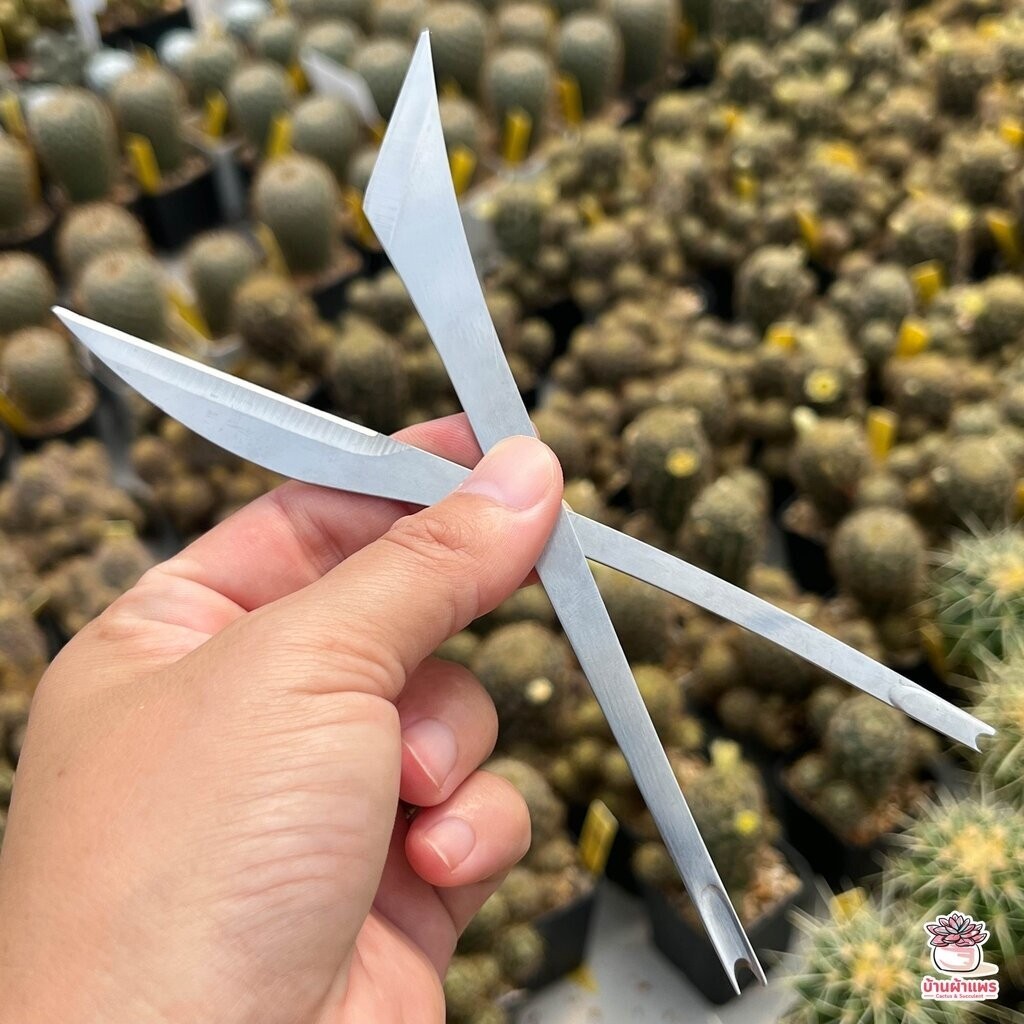 เซตมีดคว้านตอ แยกหน่อ ตัดแต่ง แคคตัส กระบองเพชร ไม้อวบน้ำ cactus&succulent - รูปที่ 6