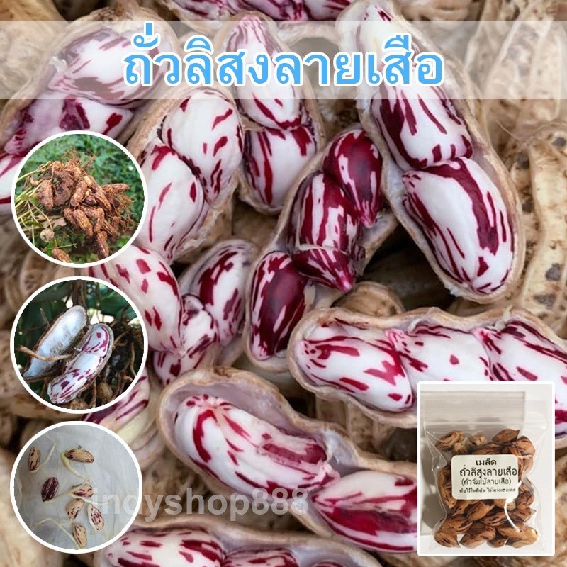เมล็ดพันธุ์ ถั่วลิสงลายเสือ ถั่วจัมโบ้ 10-25 เมล็ด รูปที่ 3