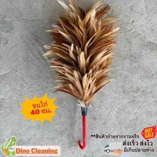 ไม้ปัดขนไก่อย่างดี ไซส์จัมโบ้ XL 75,70,60,50,40 ขนแน่นหนาฟู ไม่หลุดร่วงง่าย ด้ามจับแข็งแรง