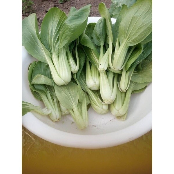 เมล็ดผักกวางตุ้งฮ่องเต้ เมล็ดพันธุ์ กวางตุ้งชาบู 300-1000เมล็ด มีคู่มือปลูก [ 10 เเถม 1 คละได้]