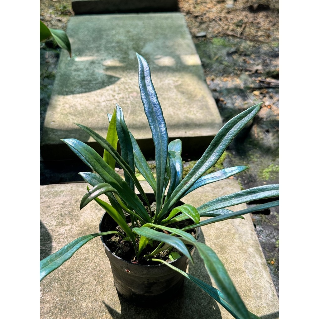 มุมมอง 4