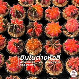ยิมโนด่างหัวสี ไม้เมล็ด Gymnocalycium hybrid seedling แคคตัส กระบองเพชร cactus&succulent