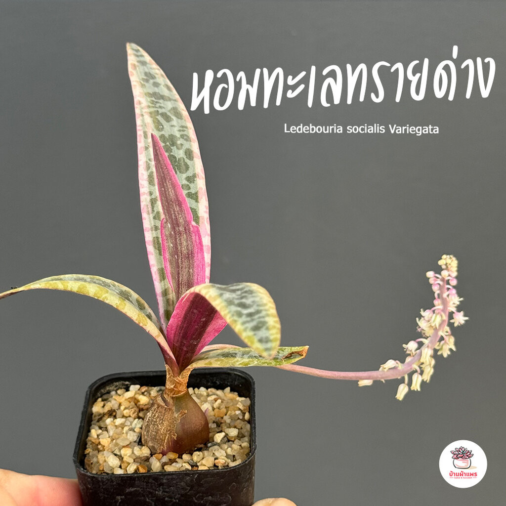 หอมทะเลทรายด่าง Ledebouria socialis Variegata ไม้อวบน้ำ กุหลาบหิน Cactus&Succulent หลากหลายสายพันธุ์