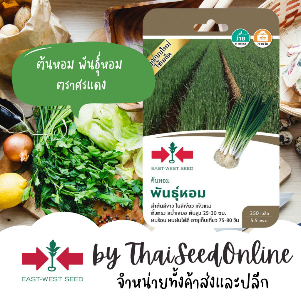 Sorndang(ศรแดง) GGEW เมล็ดพันธุ์ ต้นหอม หอมแบ่ง พันธุ์หอม ตราศรแดง Bunching Onion
