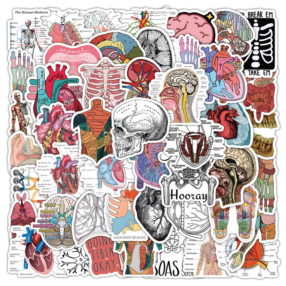 พร้อมส่ง cartoon organ anatomy อวัยวะ สติกเกอร์ ชีววิทยา ร่างกายมนุษย์ โครงกระดูก Sticker 50ชิ้น