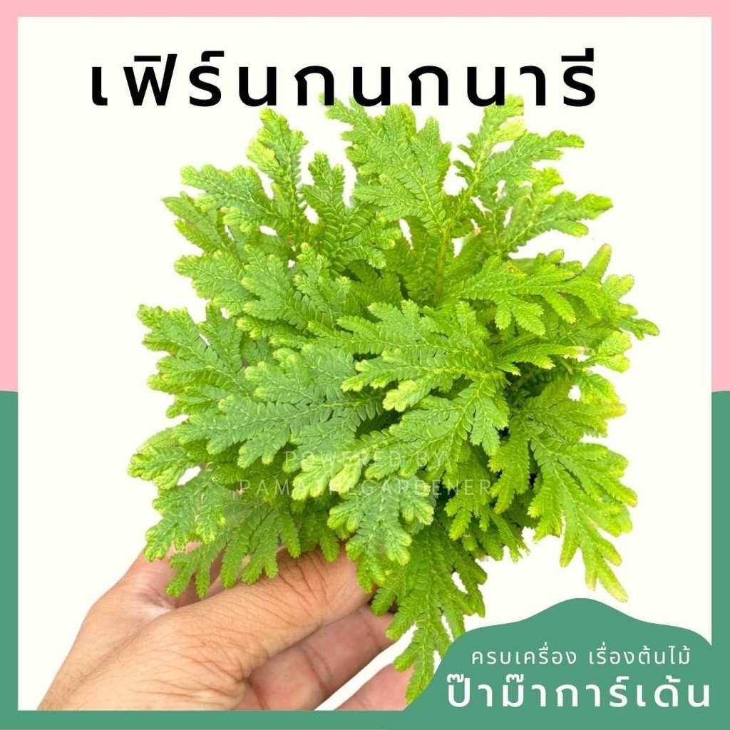 เฟิร์นกนกนารี พร้อมกระถาง 3 นิ้ว