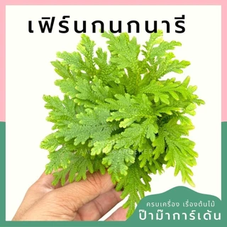 เฟิร์นกนกนารี พร้อมกระถาง 3 นิ้ว
